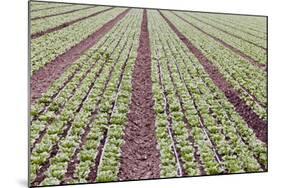 Neat Rows of Organic Lettuce on Farm, Soledad, California, USA-Jaynes Gallery-Mounted Photographic Print