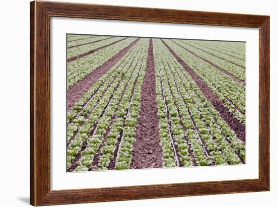 Neat Rows of Organic Lettuce on Farm, Soledad, California, USA-Jaynes Gallery-Framed Photographic Print