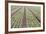 Neat Rows of Organic Lettuce on Farm, Soledad, California, USA-Jaynes Gallery-Framed Photographic Print