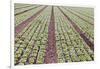 Neat Rows of Organic Lettuce on Farm, Soledad, California, USA-Jaynes Gallery-Framed Photographic Print