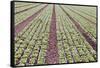 Neat Rows of Organic Lettuce on Farm, Soledad, California, USA-Jaynes Gallery-Framed Stretched Canvas