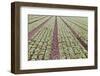 Neat Rows of Organic Lettuce on Farm, Soledad, California, USA-Jaynes Gallery-Framed Photographic Print