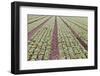 Neat Rows of Organic Lettuce on Farm, Soledad, California, USA-Jaynes Gallery-Framed Photographic Print