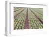 Neat Rows of Organic Lettuce on Farm, Soledad, California, USA-Jaynes Gallery-Framed Photographic Print