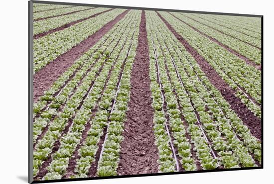 Neat Rows of Organic Lettuce on Farm, Soledad, California, USA-Jaynes Gallery-Mounted Photographic Print