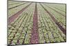 Neat Rows of Organic Lettuce on Farm, Soledad, California, USA-Jaynes Gallery-Mounted Photographic Print