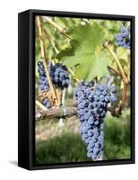 Nebbiolo Grapes, Tuscany, Italy-Armin Faber-Framed Stretched Canvas