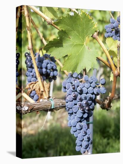 Nebbiolo Grapes, Tuscany, Italy-Armin Faber-Stretched Canvas