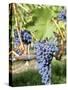 Nebbiolo Grapes, Tuscany, Italy-Armin Faber-Stretched Canvas