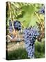 Nebbiolo Grapes, Tuscany, Italy-Armin Faber-Stretched Canvas