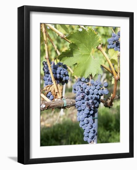Nebbiolo Grapes, Tuscany, Italy-Armin Faber-Framed Photographic Print