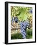 Nebbiolo Grapes, Tuscany, Italy-Armin Faber-Framed Photographic Print