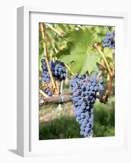 Nebbiolo Grapes, Tuscany, Italy-Armin Faber-Framed Photographic Print