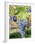 Nebbiolo Grapes, Tuscany, Italy-Armin Faber-Framed Photographic Print