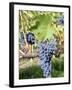 Nebbiolo Grapes, Tuscany, Italy-Armin Faber-Framed Photographic Print