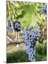 Nebbiolo Grapes, Tuscany, Italy-Armin Faber-Mounted Photographic Print