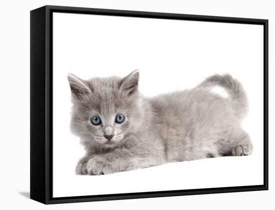 Nebelung Kitten-null-Framed Stretched Canvas