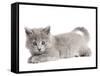 Nebelung Kitten-null-Framed Stretched Canvas
