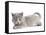 Nebelung Kitten-null-Framed Stretched Canvas