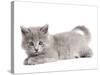 Nebelung Kitten-null-Stretched Canvas