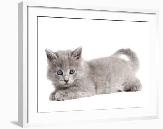 Nebelung Kitten-null-Framed Photographic Print