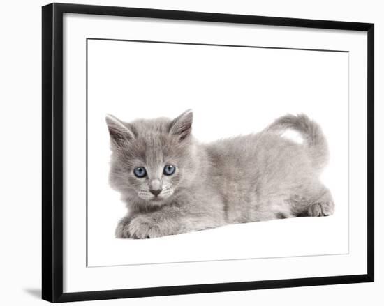 Nebelung Kitten-null-Framed Photographic Print