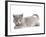 Nebelung Kitten-null-Framed Photographic Print