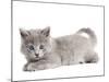 Nebelung Kitten-null-Mounted Photographic Print