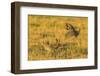 Nebraska, Sand Hills. Male Greater Prairie Chickens Fighting-Jaynes Gallery-Framed Photographic Print