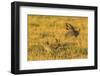 Nebraska, Sand Hills. Male Greater Prairie Chickens Fighting-Jaynes Gallery-Framed Photographic Print