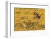 Nebraska, Sand Hills. Male Greater Prairie Chickens Fighting-Jaynes Gallery-Framed Photographic Print