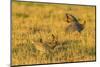 Nebraska, Sand Hills. Male Greater Prairie Chickens Fighting-Jaynes Gallery-Mounted Photographic Print