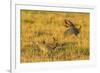 Nebraska, Sand Hills. Male Greater Prairie Chickens Fighting-Jaynes Gallery-Framed Photographic Print