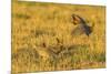 Nebraska, Sand Hills. Male Greater Prairie Chickens Fighting-Jaynes Gallery-Mounted Photographic Print