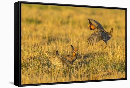 Nebraska, Sand Hills. Male Greater Prairie Chickens Fighting-Jaynes Gallery-Framed Stretched Canvas