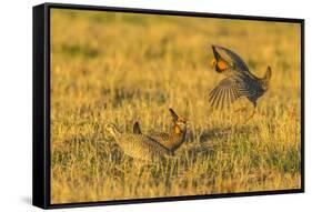 Nebraska, Sand Hills. Male Greater Prairie Chickens Fighting-Jaynes Gallery-Framed Stretched Canvas