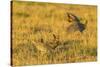 Nebraska, Sand Hills. Male Greater Prairie Chickens Fighting-Jaynes Gallery-Stretched Canvas