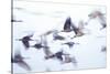 Nebraska. USA. Sandhill cranes flying at dawn along the Platte River.-Scott T. Smith-Stretched Canvas