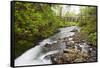Necarney Creek, and Suspension Bridge, Oswald West State Park, Oregon, USA-Jamie & Judy Wild-Framed Stretched Canvas