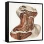 Neck Vascular Anatomy, Historical Artwork-Science Photo Library-Framed Stretched Canvas