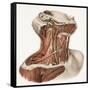 Neck Vascular Anatomy, Historical Artwork-Science Photo Library-Framed Stretched Canvas