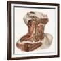 Neck Vascular Anatomy, Historical Artwork-Science Photo Library-Framed Photographic Print