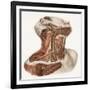 Neck Vascular Anatomy, Historical Artwork-Science Photo Library-Framed Photographic Print