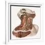 Neck Vascular Anatomy, Historical Artwork-Science Photo Library-Framed Photographic Print