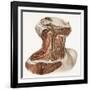 Neck Vascular Anatomy, Historical Artwork-Science Photo Library-Framed Photographic Print