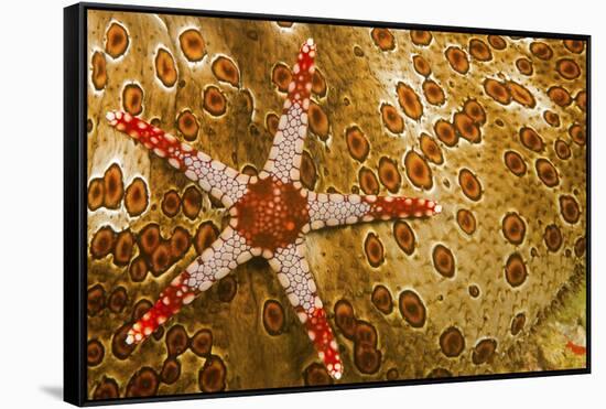 Necklace seastar (Fromia monilis) on Sea cucumber (Bohadaschia argus) Yap, Micronesia-David Fleetham-Framed Stretched Canvas