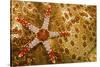 Necklace seastar (Fromia monilis) on Sea cucumber (Bohadaschia argus) Yap, Micronesia-David Fleetham-Stretched Canvas