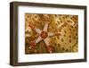 Necklace seastar (Fromia monilis) on Sea cucumber (Bohadaschia argus) Yap, Micronesia-David Fleetham-Framed Photographic Print