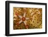 Necklace seastar (Fromia monilis) on Sea cucumber (Bohadaschia argus) Yap, Micronesia-David Fleetham-Framed Photographic Print