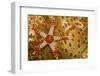 Necklace seastar (Fromia monilis) on Sea cucumber (Bohadaschia argus) Yap, Micronesia-David Fleetham-Framed Photographic Print